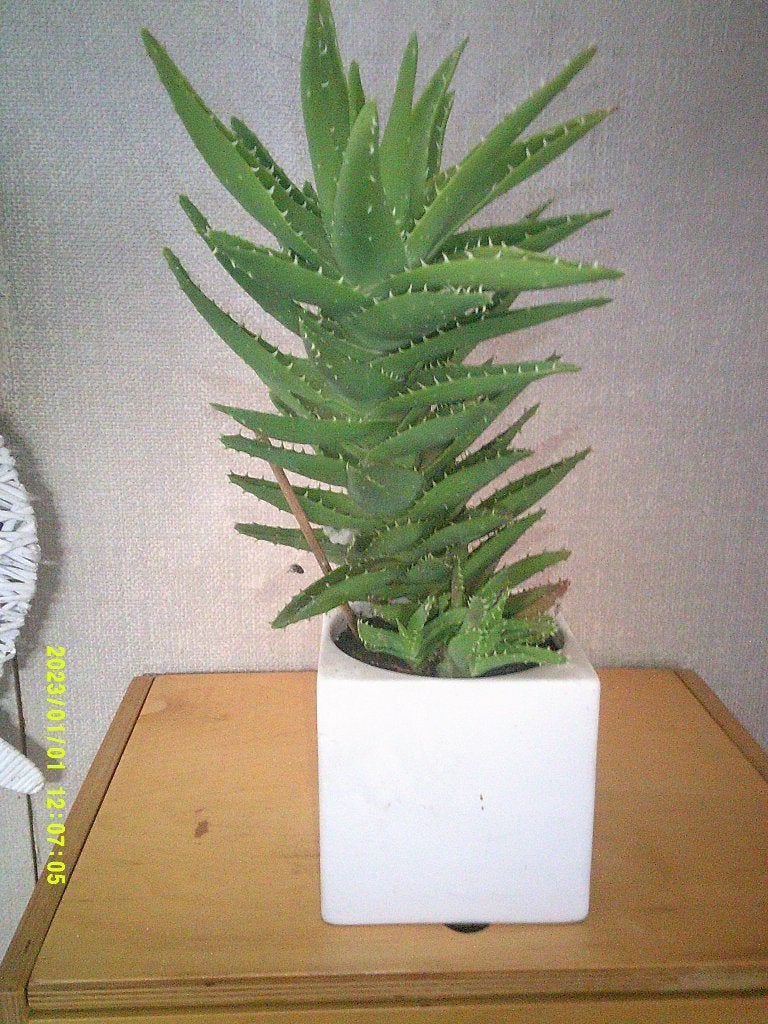 MOOIE VETPLANT, Huis en Inrichting, Ophalen, Vetplant, Halfschaduw, In pot