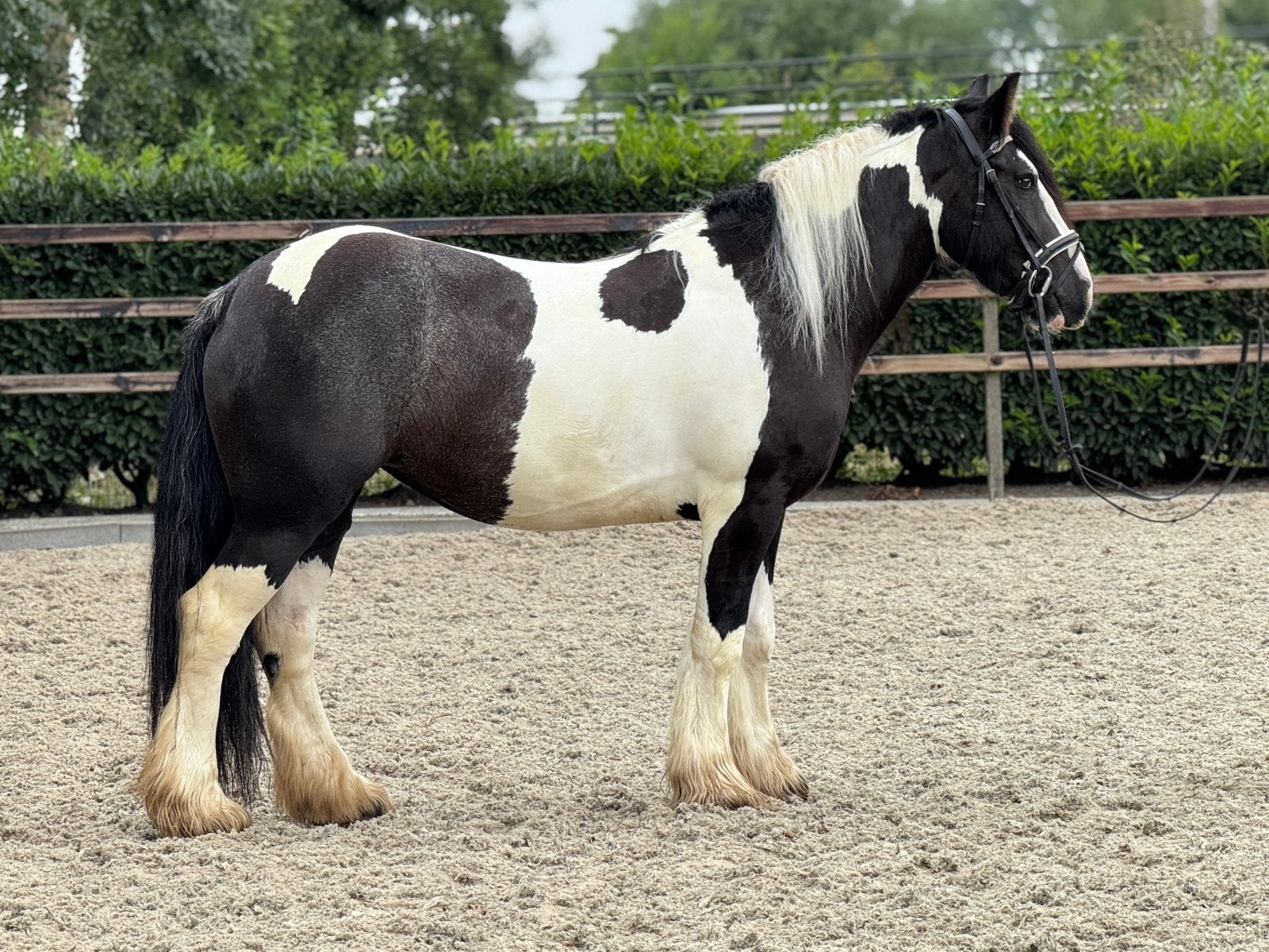 ## SUPER LEUKE EN TOP BRAVE GROTE TINKER ##, Dieren en Toebehoren, Pony's, B, Gechipt, 3 tot 6 jaar, Recreatiepony