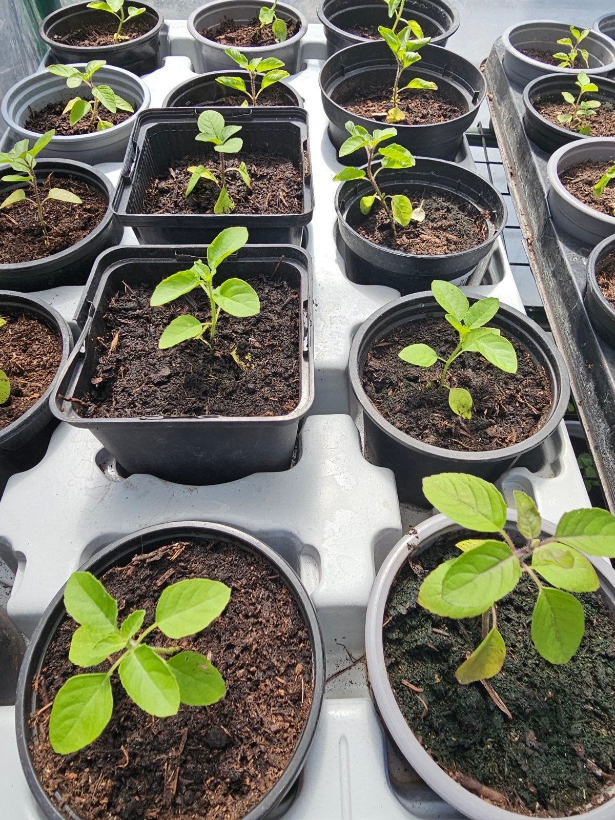 Tulsi plantjes in potjes te koop, Ophalen of Verzenden, Overige soorten, Volle zon