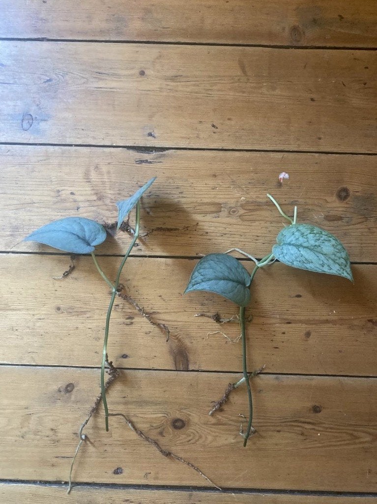 Aroids - Scindapsus, Syngonium, Philodendron, Huis en Inrichting, Ophalen of Verzenden, Halfschaduw, Minder dan 100 cm