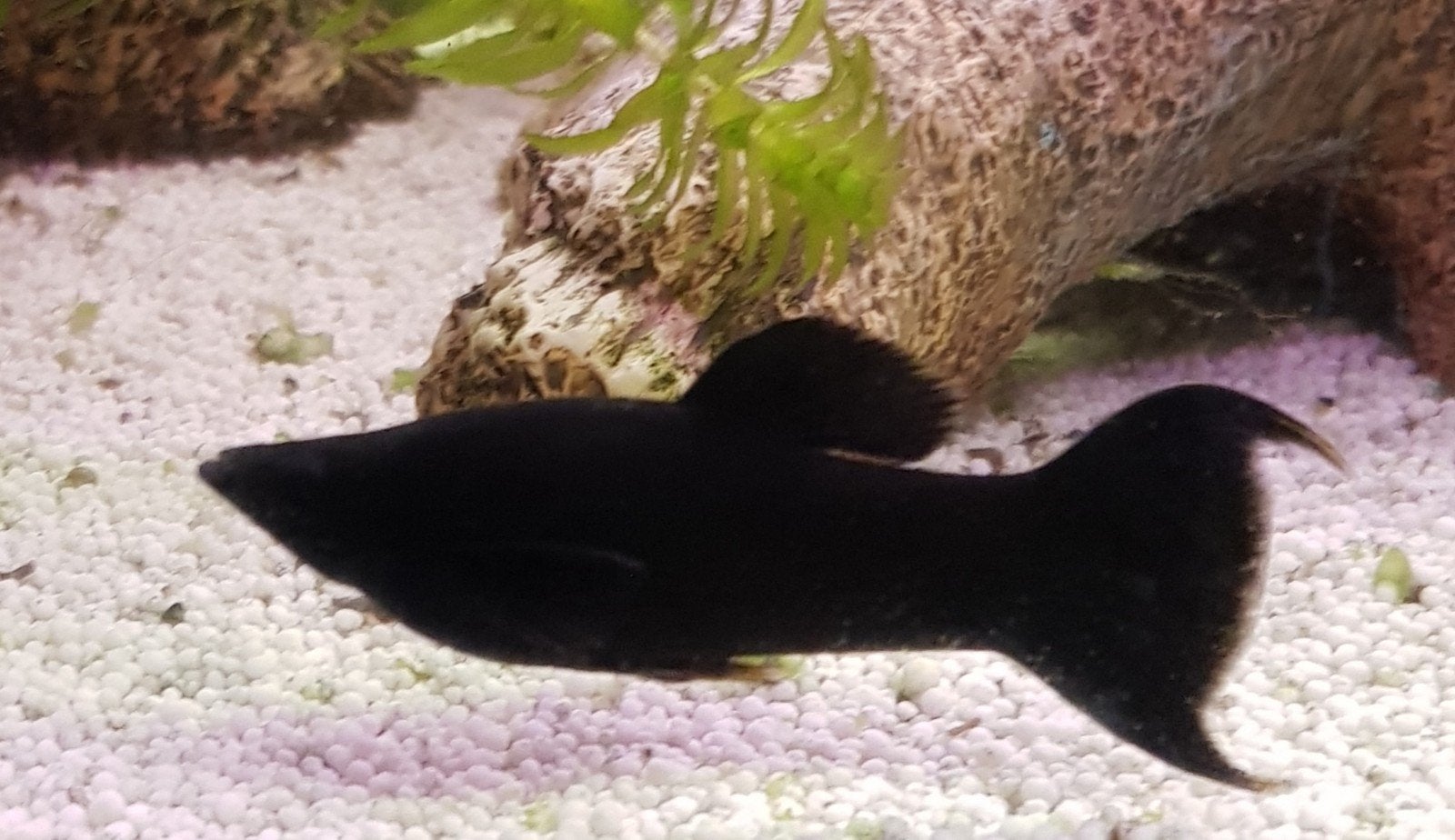 2 mooie volwassen sluier black mollys., Vis, Zoetwatervis