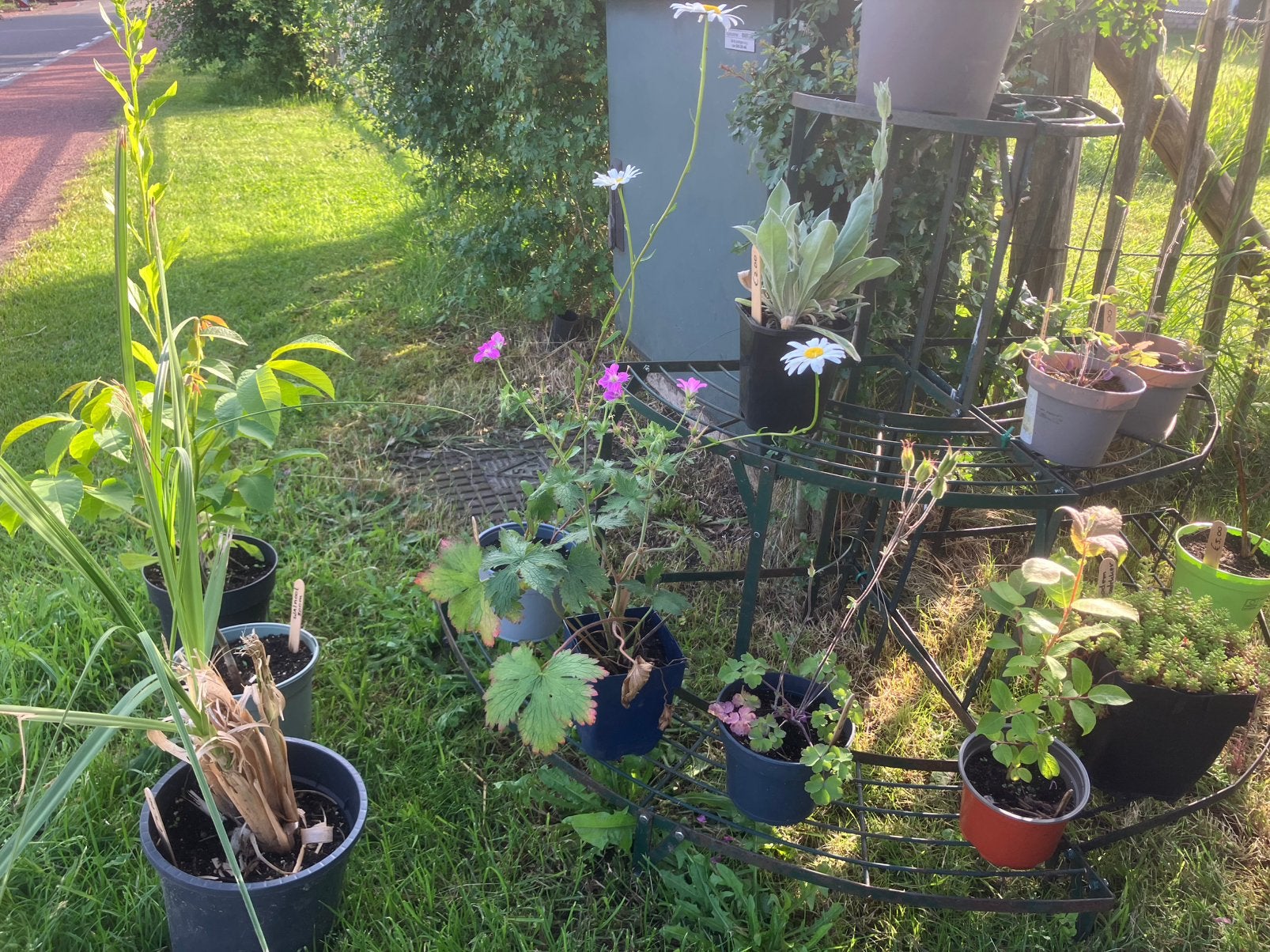 Vaste planten., Tuin en Terras, Planten | Tuinplanten, Volle zon, Vaste plant, Lente, Ophalen