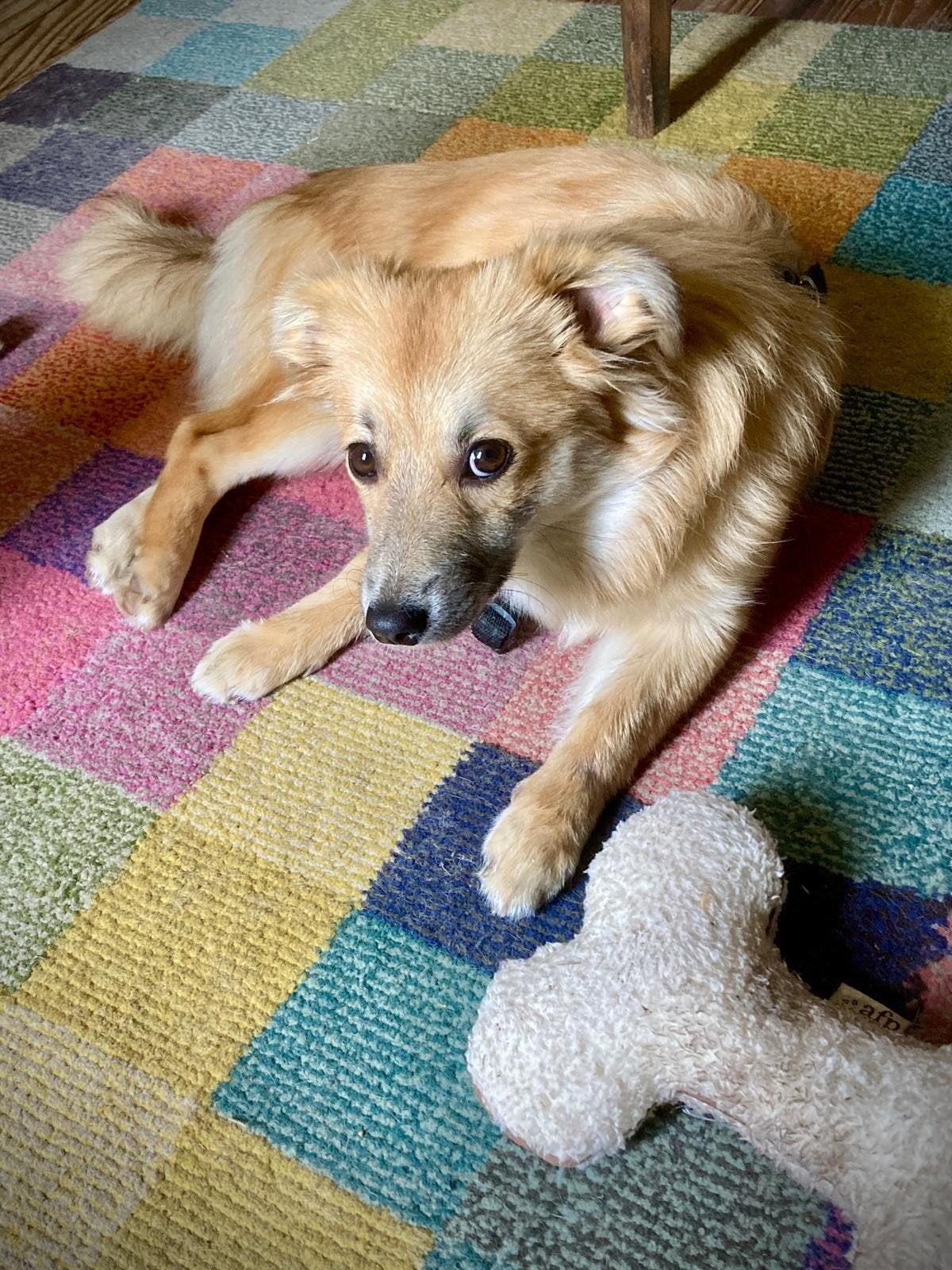 Milly zoekt  nieuw huisje, Dieren en Toebehoren, Particulier, 15 weken tot 1 jaar, Buitenland, Teef
