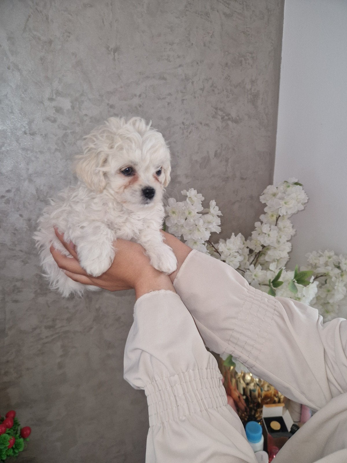 Maltezer x Bichon Frisé pups 1 vrouwtje en 1 reutje, Maltezer, 8 tot 15 weken, Meerdere, Meerdere dieren