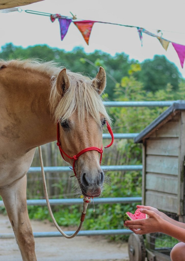 Grote Fjord x Arabier jaarling merrie, Dieren en Toebehoren, Merrie, Minder dan 160 cm, Niet van toepassing, 0 tot 2 jaar