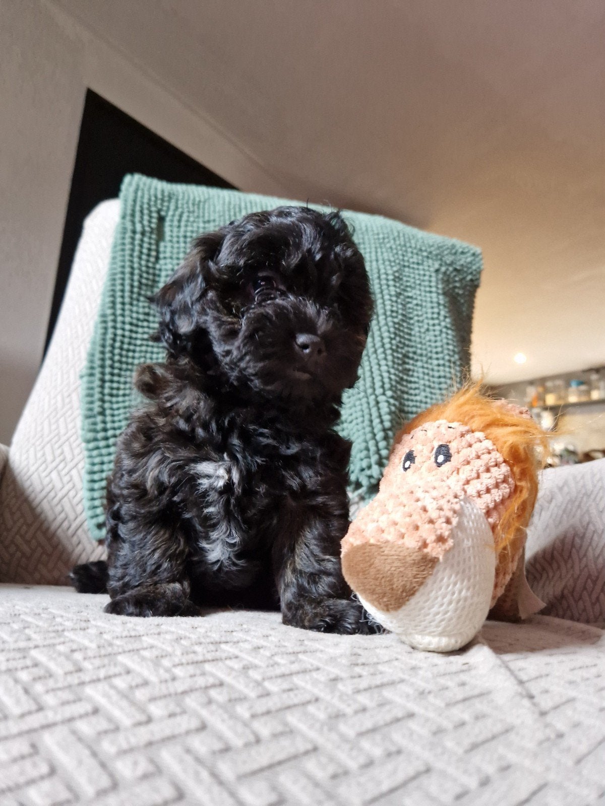 Prachtige Shih-tzu xPoedel  Shihpoo, Dieren en Toebehoren, Honden | Chihuahua's en Gezelschapshonden, Poedel, Parvo, 8 tot 15 weken