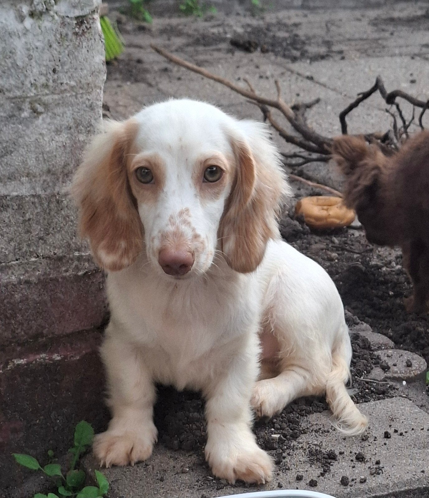 🌸 Geteste - Langharige cream white kaninchen teckel 🌸, Dieren en Toebehoren, Honden | Teckels en Dashonden, Kaninchen, 15 weken tot 1 jaar