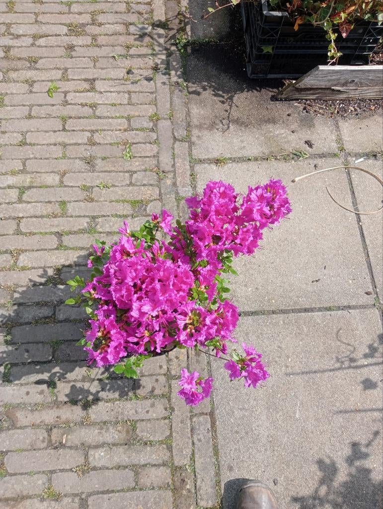 Rhododendron praecox, Ophalen, Overige soorten, Halfschaduw