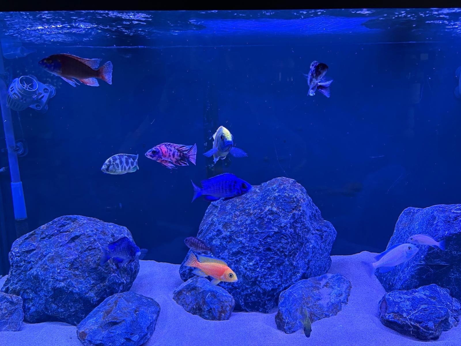 Juwel Rio 350 full option, Ophalen, Gebruikt, Leeg aquarium