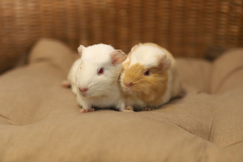 Cavia zeugjes | Gezonde dieren | Jonge cavia's, Dieren en Toebehoren, Knaagdieren, Mei, Vrouwelijk, Cavia