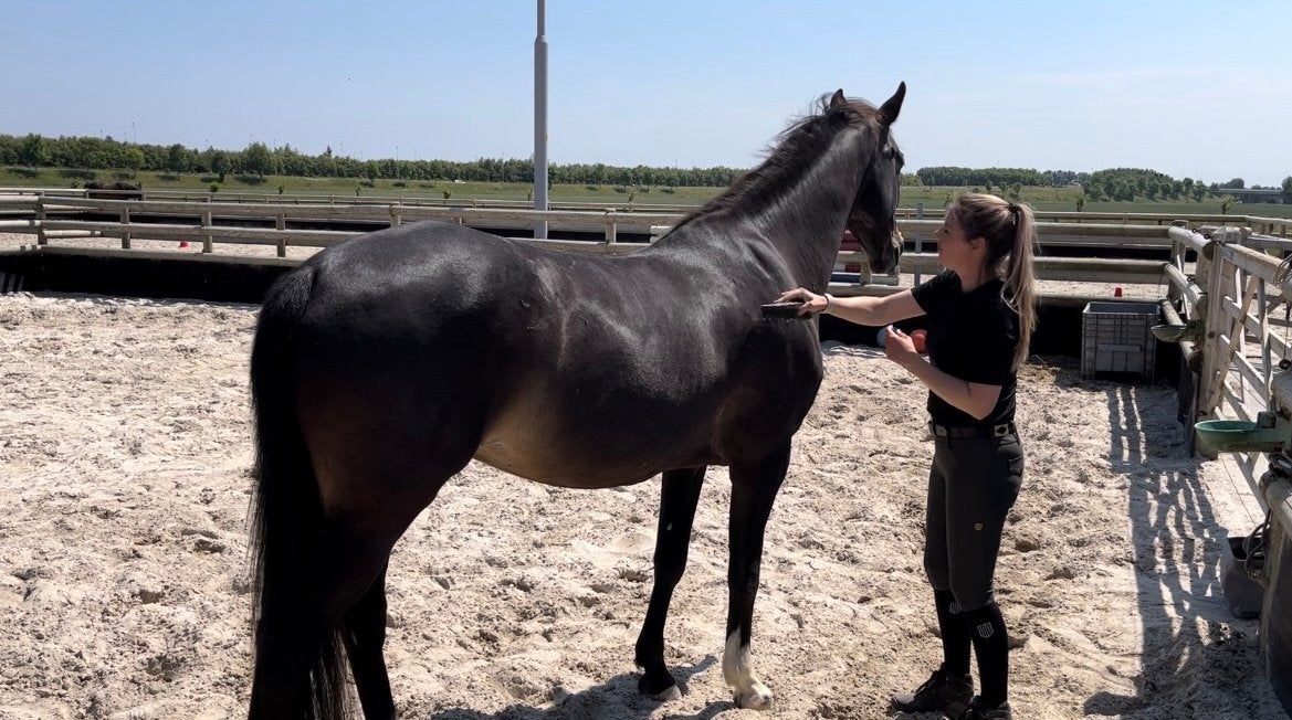 Hulp gezocht bij paarden en content