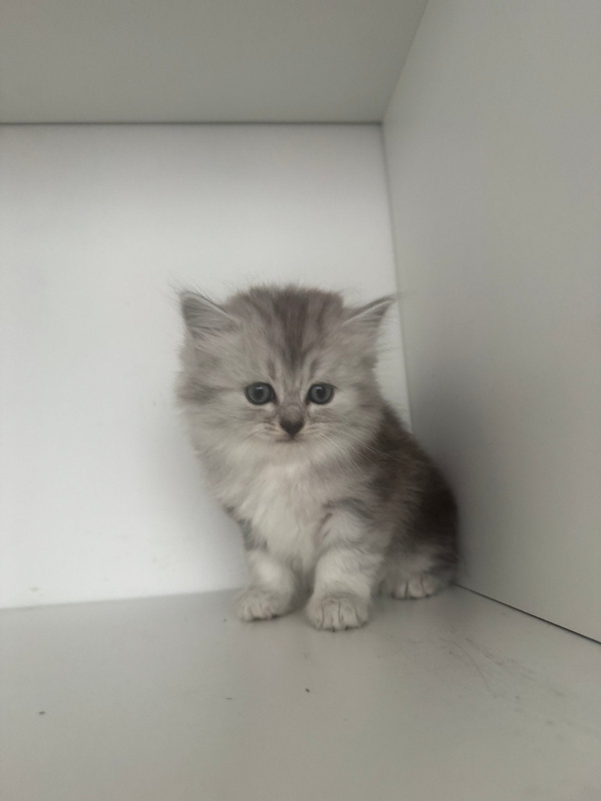 Kittens te koop, Meerdere dieren, Ontwormd, 0 tot 2 jaar