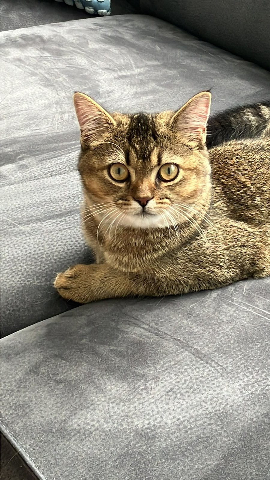 Britse korthaar kitten tabby brown, Kater