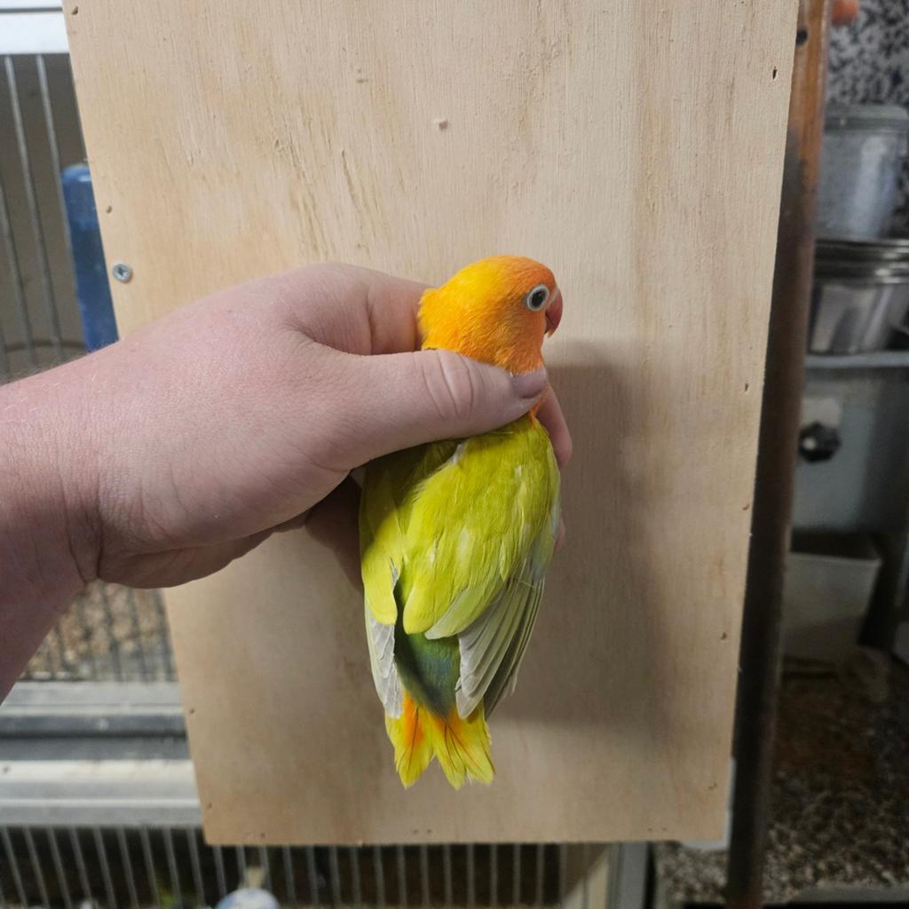 2 jonge dilute voor tam te maken, Dieren en Toebehoren, Vogels | Parkieten en Papegaaien, Geslacht onbekend, Dwergpapegaai of Agapornis