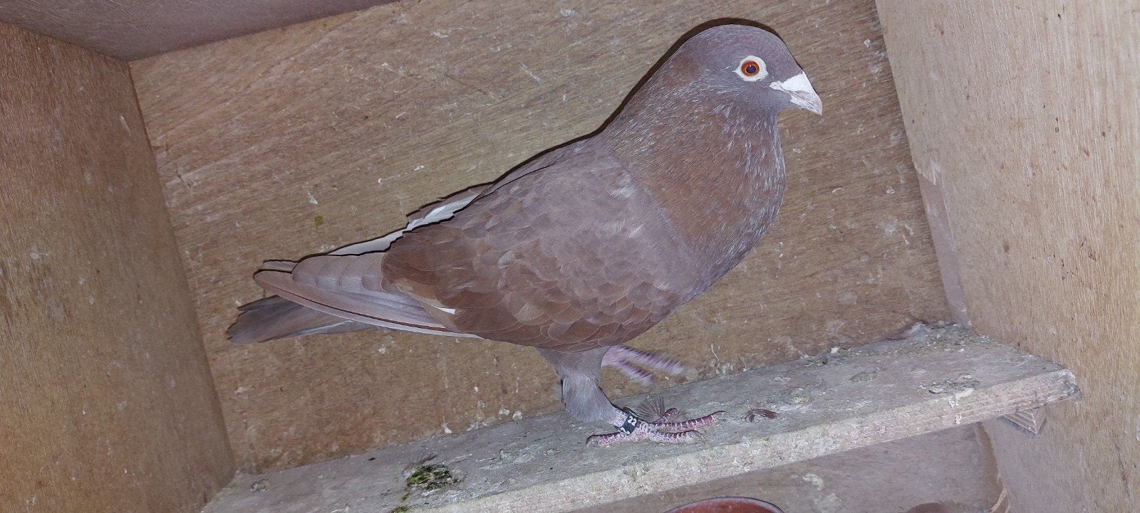 koppel posten te koop., Dieren en Toebehoren, Postduif