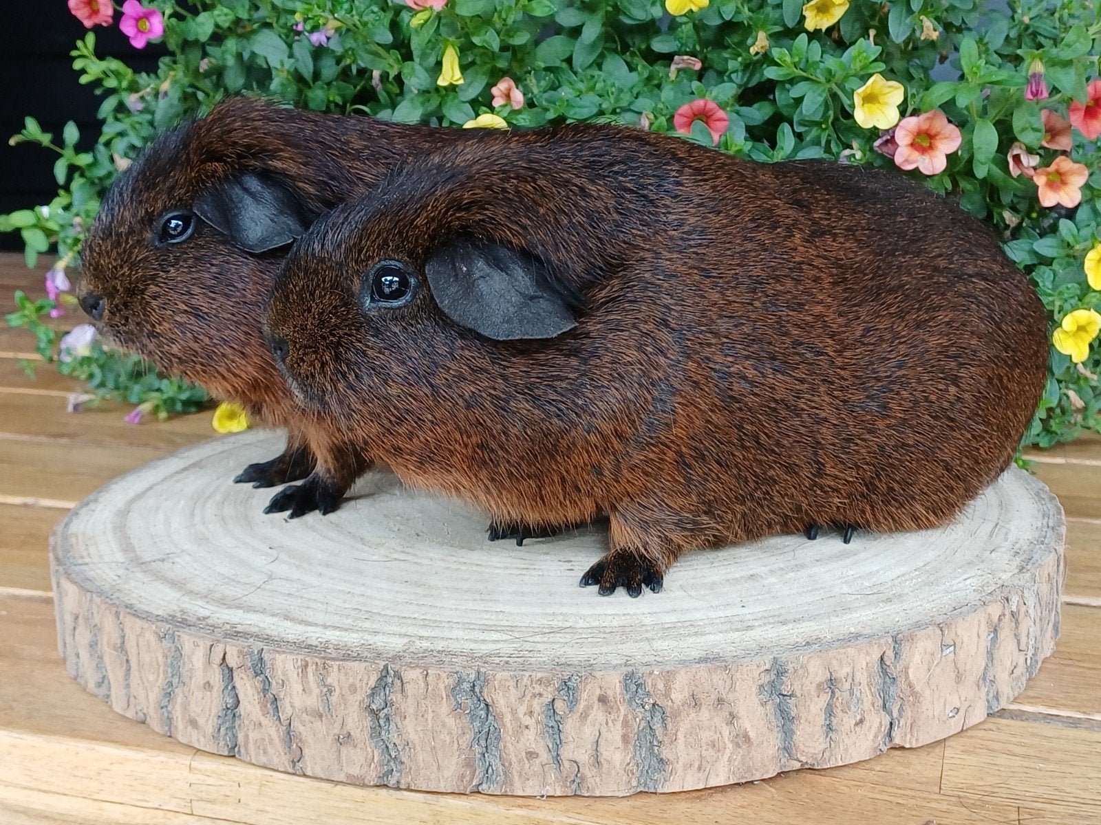 Mooie fokgroep Gladhaar Goudagouti, Dieren en Toebehoren, Knaagdieren, Cavia, April, Meerdere dieren, Tam