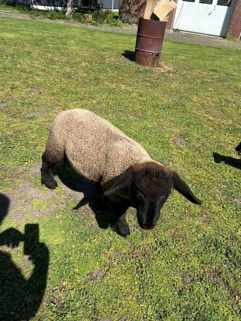 Suffolk ram lam, Mannelijk, Schaap