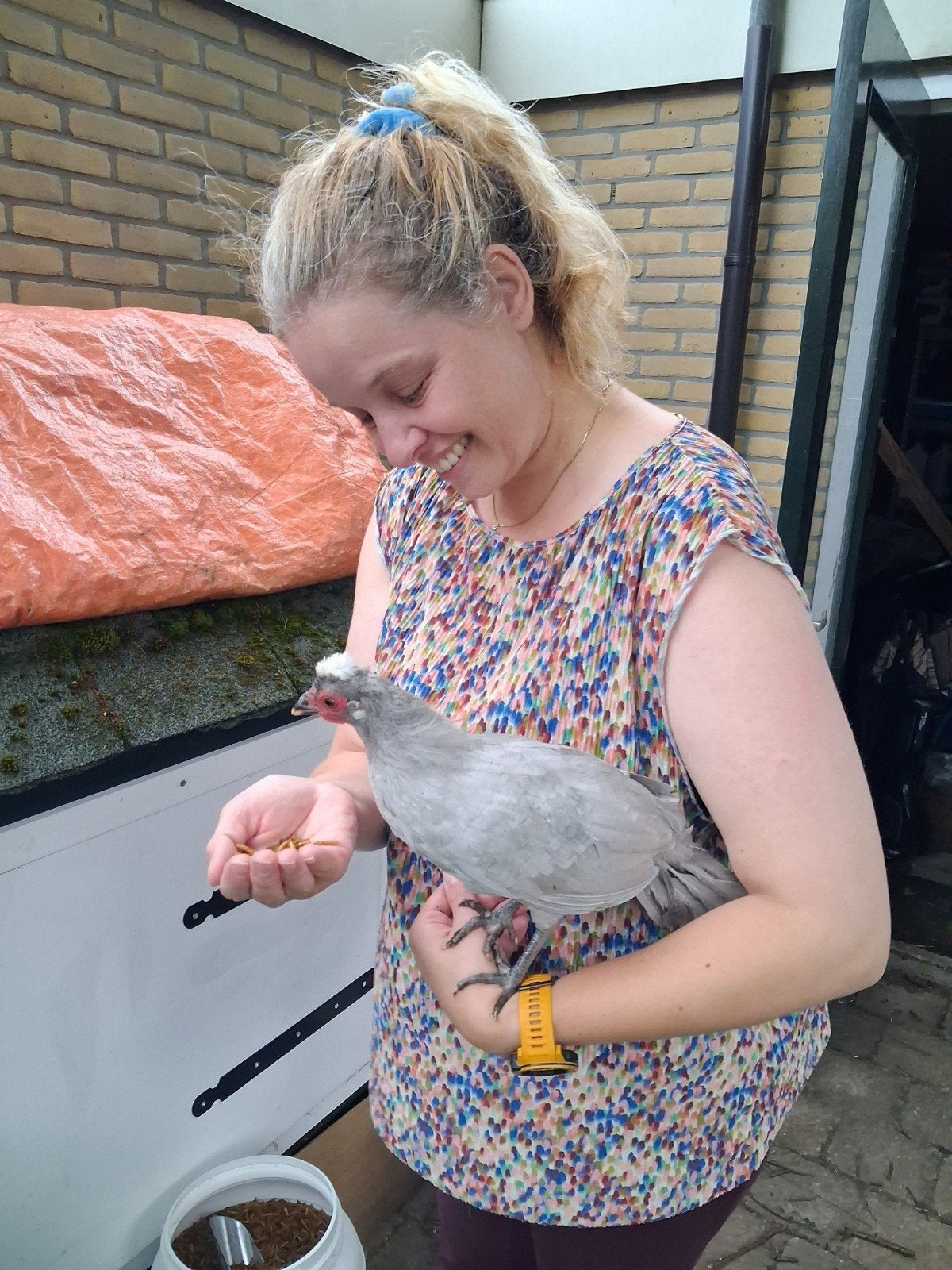 Tamme Hollandse Kuifhoen Kriel Haan Grijs, Mannelijk, Kip