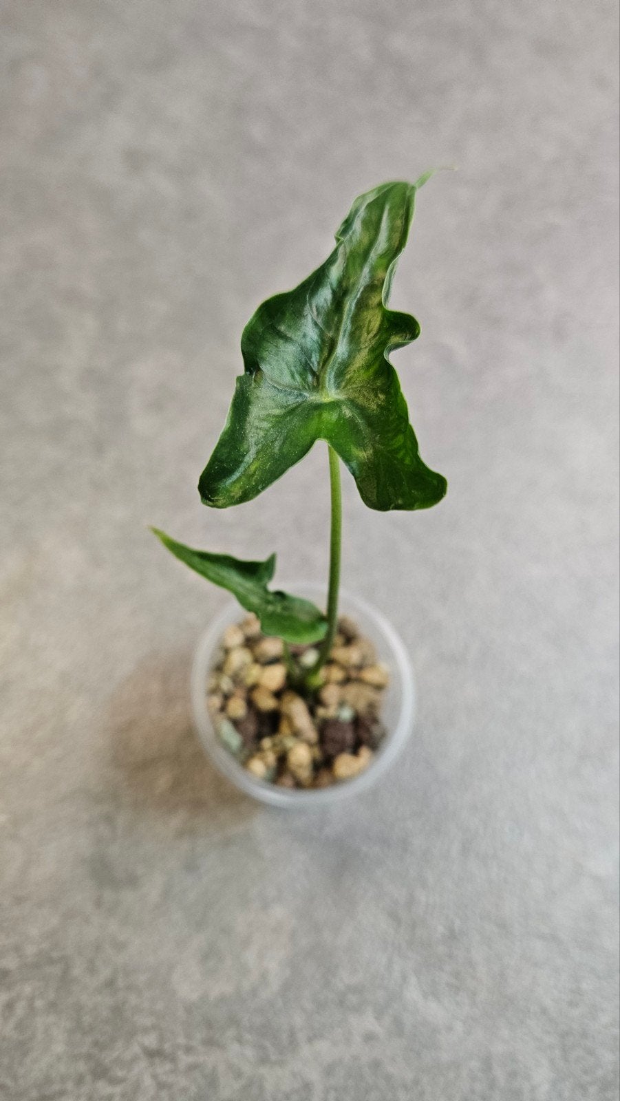 Alocasia Teletubbie, Ophalen of Verzenden, Halfschaduw, Minder dan 100 cm