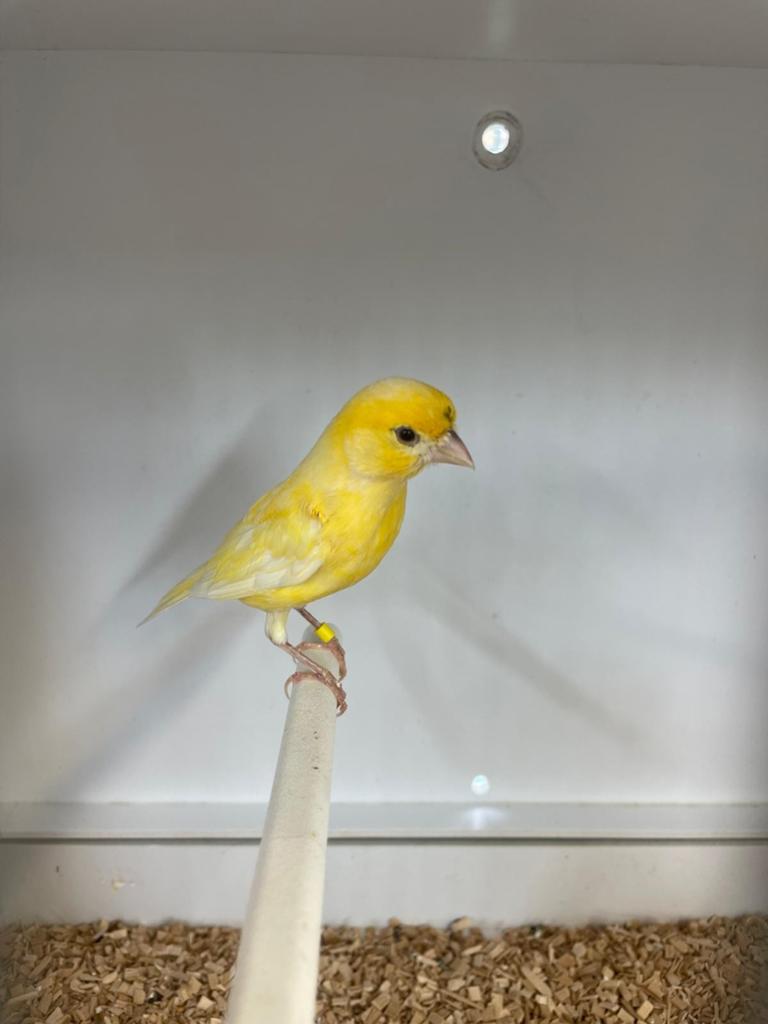 Mozaiëk/waterslager pop, Dieren en Toebehoren, Vrouwelijk, Kleurkanarie