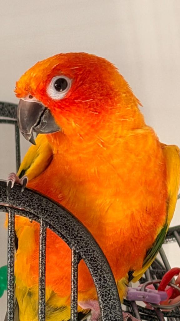 Te koop Aratinga, Dieren en Toebehoren, Vogels | Parkieten en Papegaaien, Vrouwelijk, Parkiet, Geringd