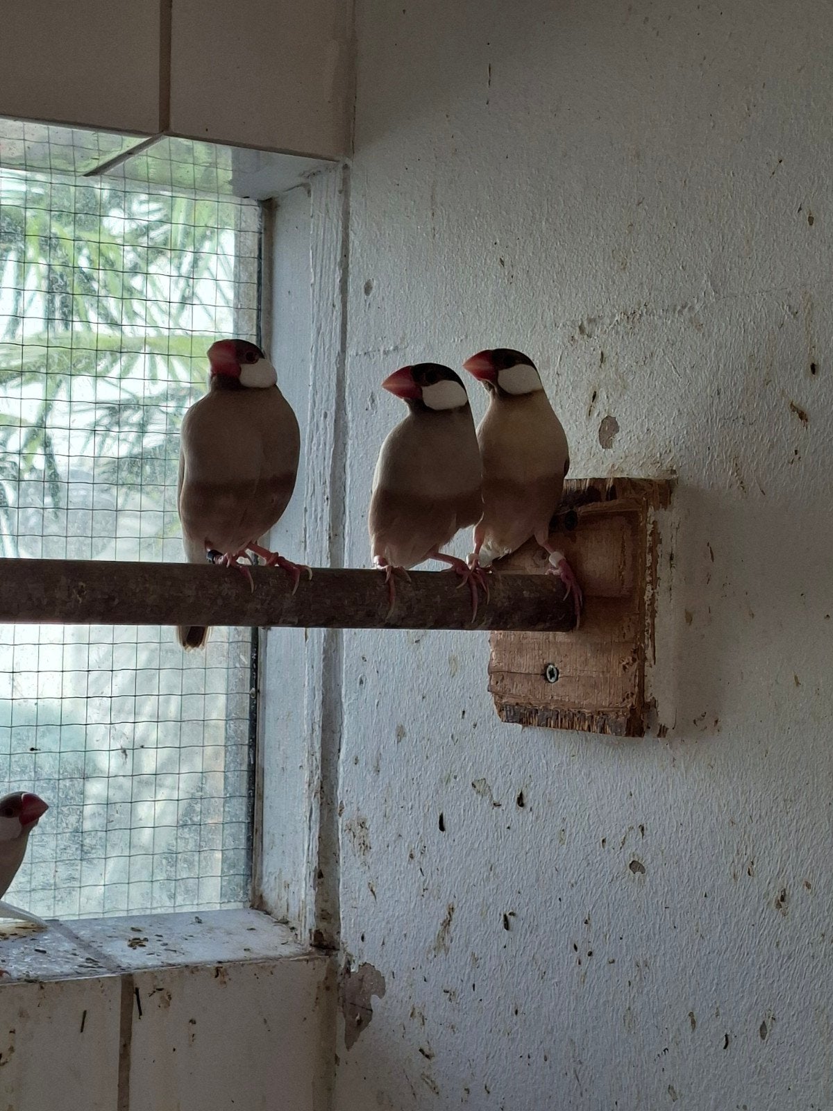 te koop div tropen, Dieren en Toebehoren, Meerdere dieren