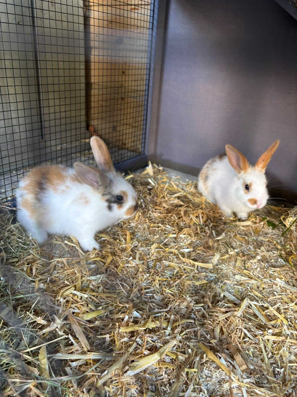 Mooie, lieve konijntjes, Dieren en Toebehoren, Meerdere dieren