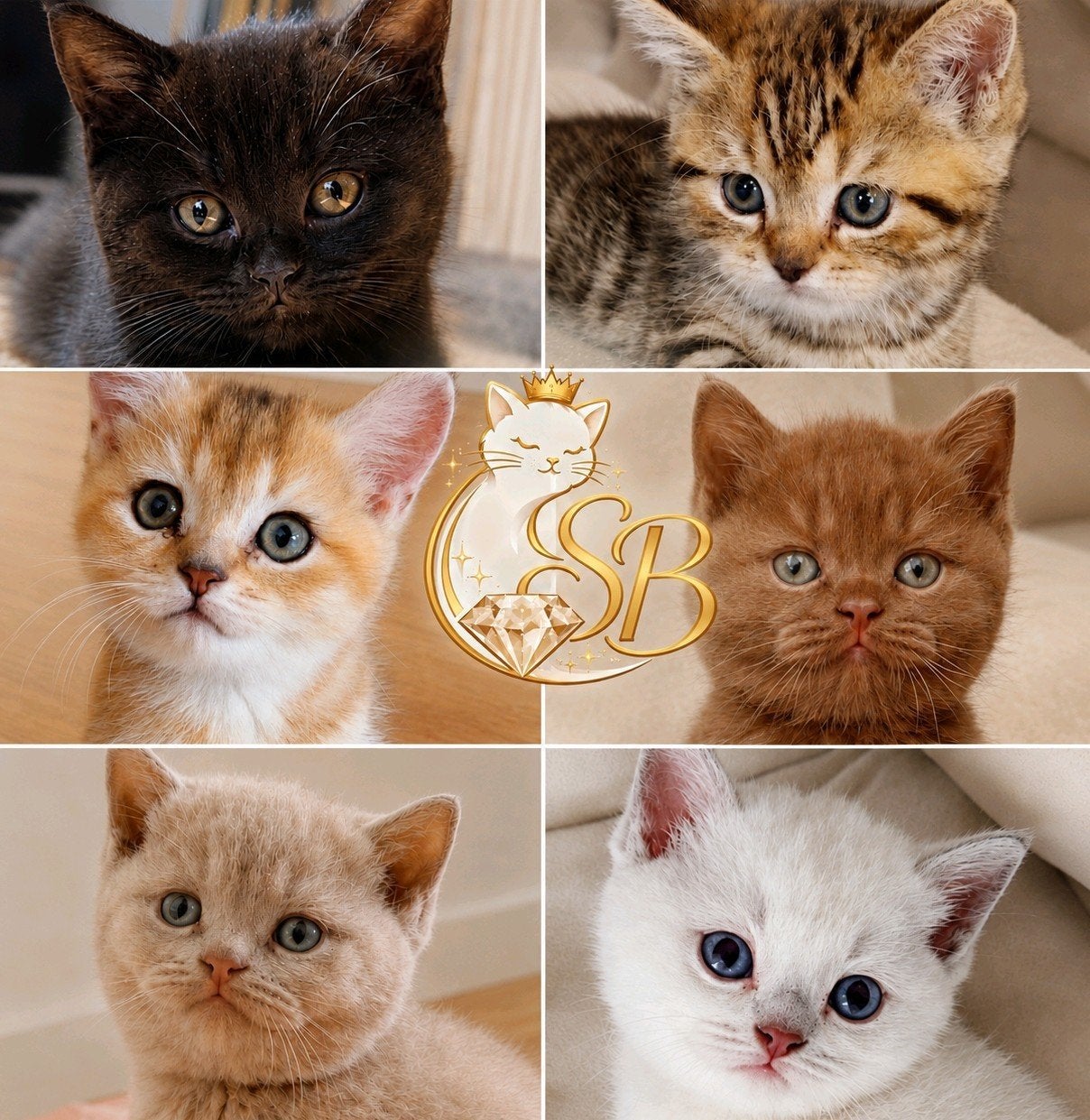 **Nu beschikbaar** SB Kittens.💎, Meerdere dieren, Ingeënt