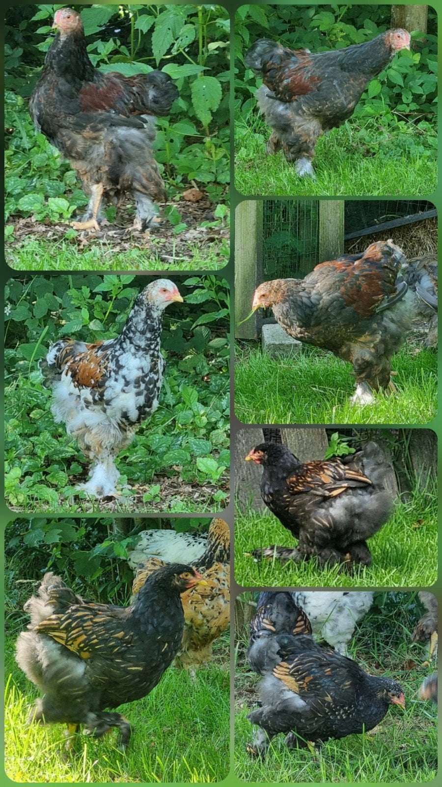 5 jonge brahma haantjes zoeken nieuwe plek, Dieren en Toebehoren, Pluimvee, Mannelijk, Kip
