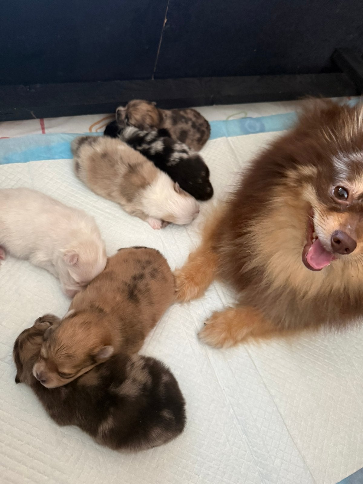 Pomeriaan pups, 8 tot 15 weken, Meerdere, Meerdere dieren, Nederland