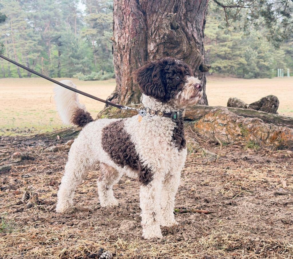Mini Doodle dekreutje(niet te koop)HD,ED, Patella,DNA,Ecvo, Dieren en Toebehoren, Honden | Dekreuen, Reu, Particulier, Eén hond