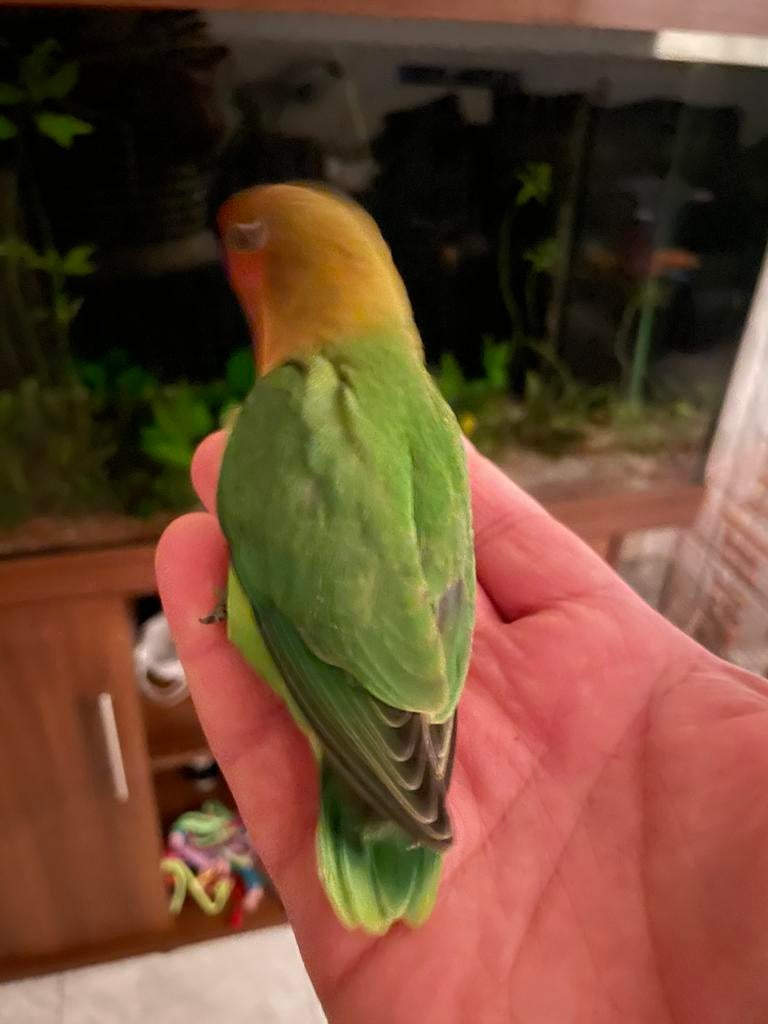 Prachtige Lieve Jonge en Hand Tamme Agapornis Dwergpapegaai, Dieren en Toebehoren, Vogels | Parkieten en Papegaaien, Meerdere dieren