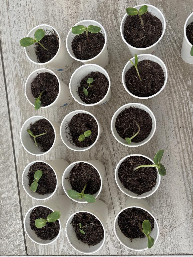 Zonnebloem plantjes, Tuin en Terras, Planten | Tuinplanten, Ophalen, Eenjarig, Overige soorten, Volle zon
