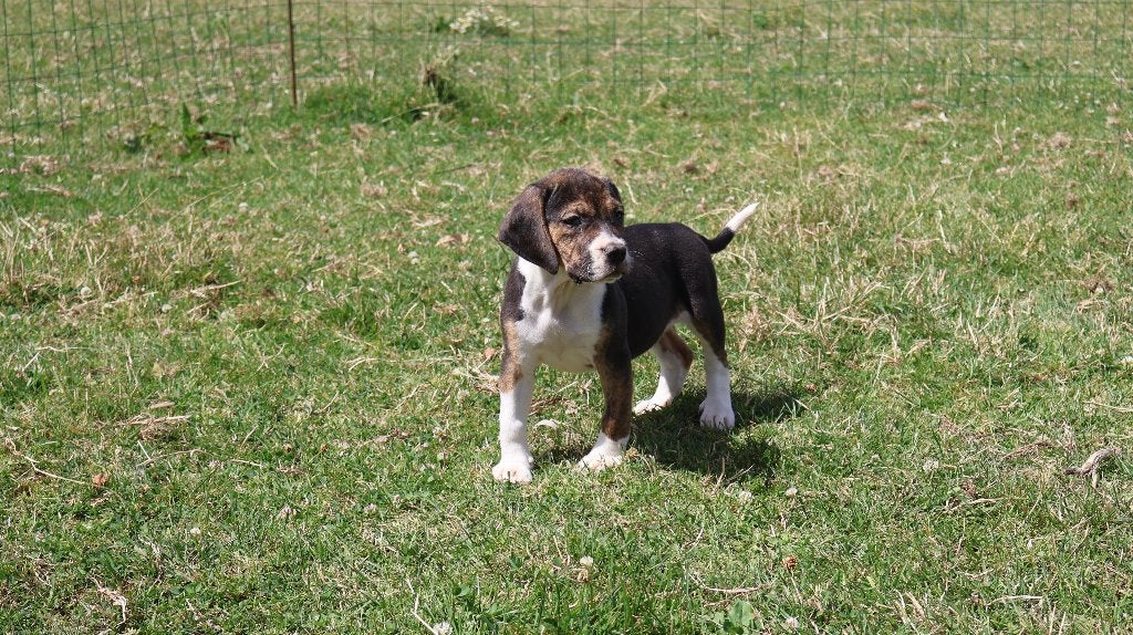 Hele lieve en mooie old english bulldog retro pups te koop, Parvo, Beagle, Nederland, 8 tot 15 weken