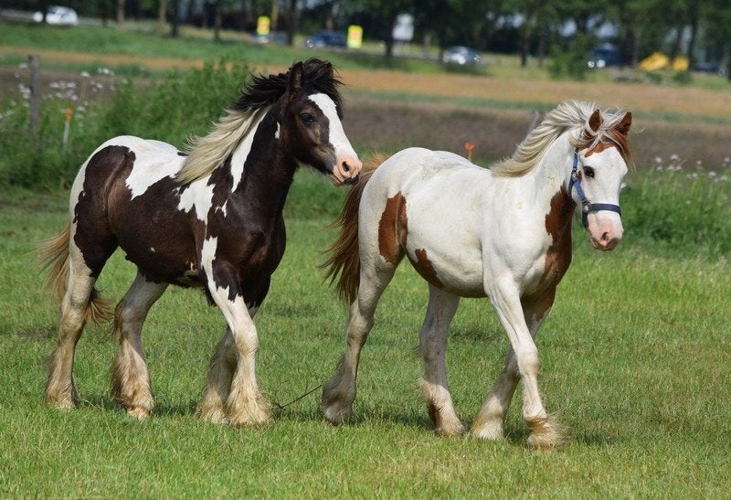 2 tinker jaarling hengsten., Dieren en Toebehoren, Paarden, Minder dan 160 cm, Met stamboom, 0 tot 2 jaar, Onbeleerd