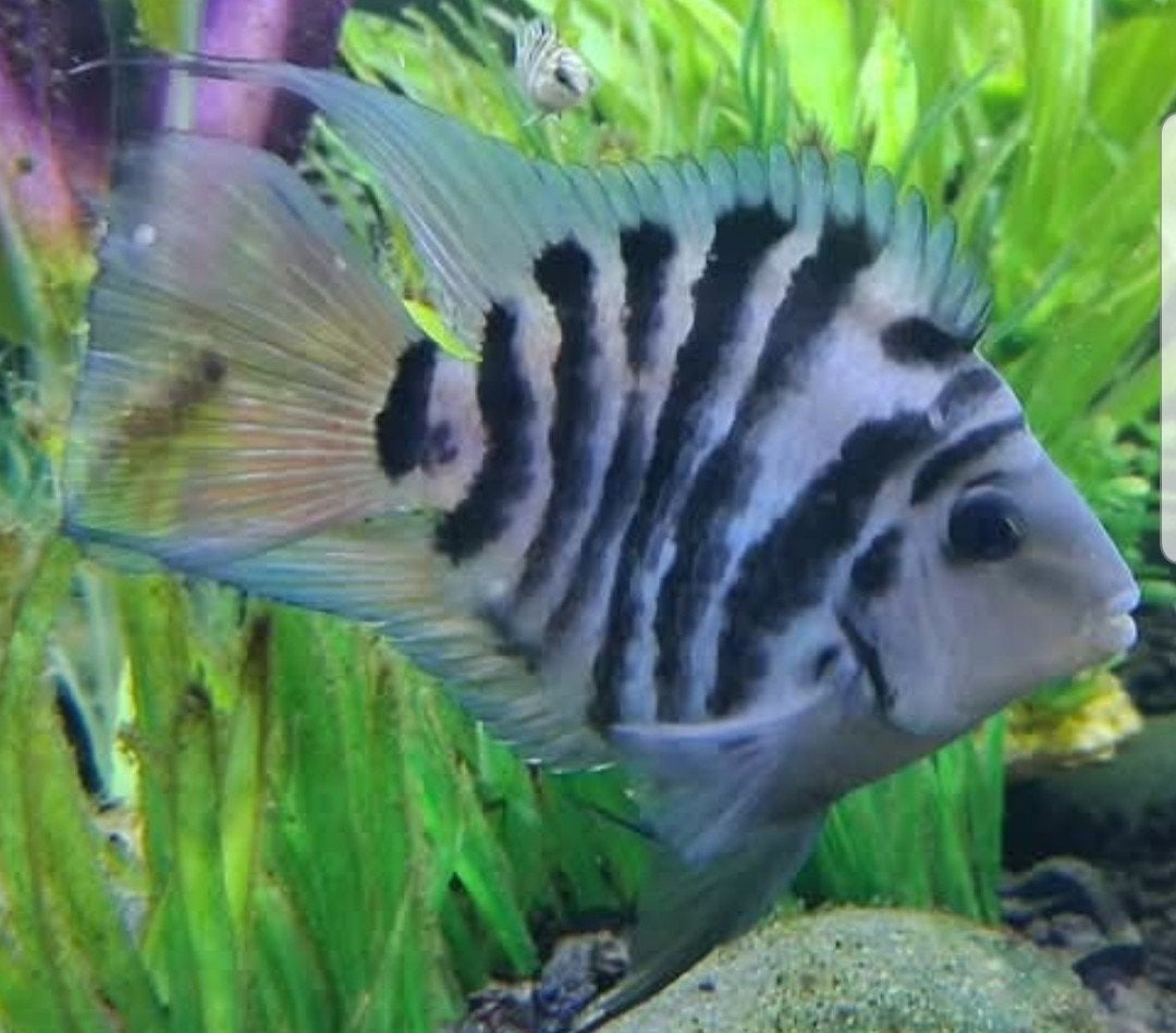 Mooie Blue Tiger Papegaai vissen., Dieren en Toebehoren, Vissen | Aquariumvissen, Vis, Zoetwatervis