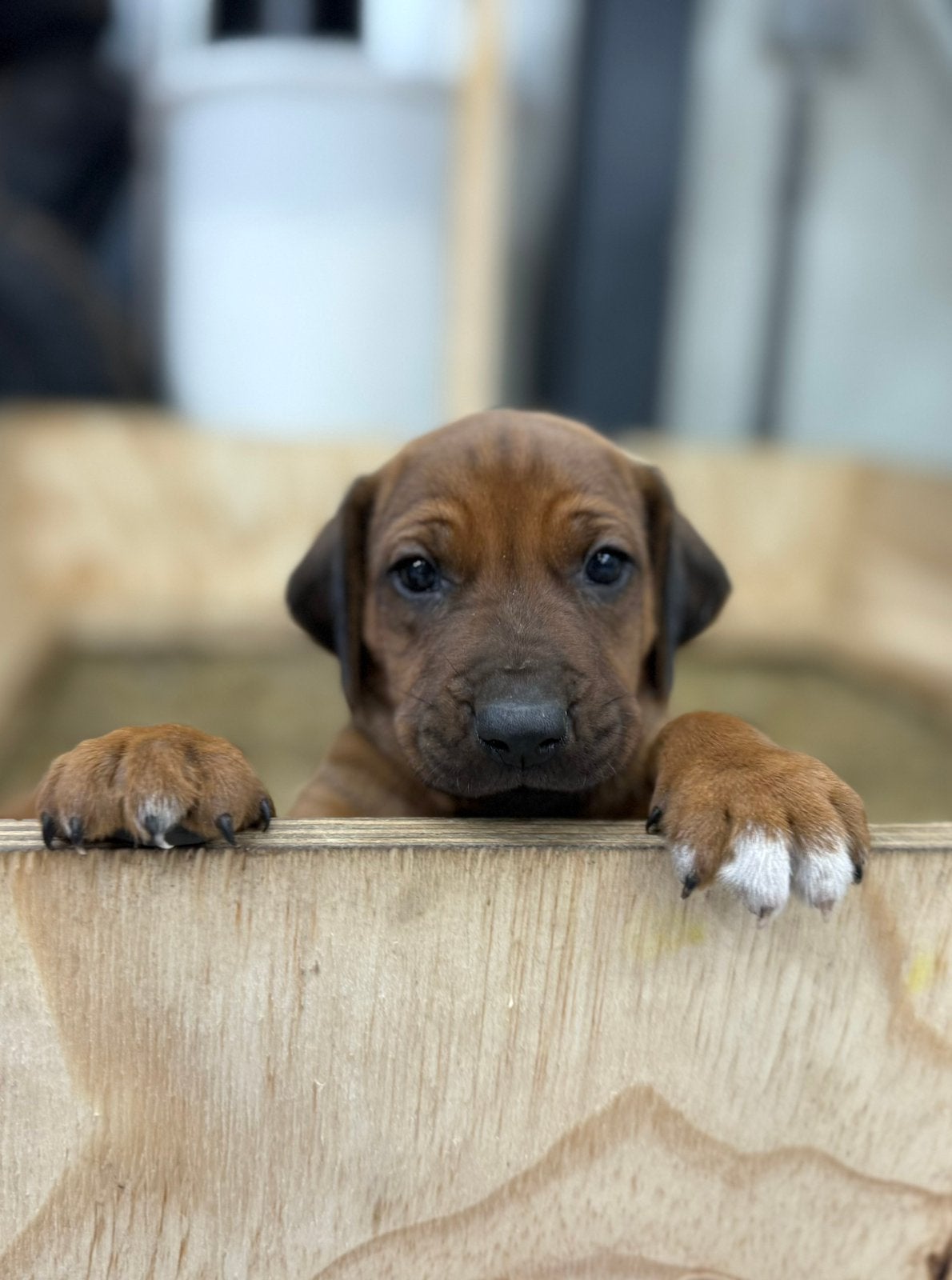 Rhodesian Ridgeback pup - reu, Reu, 8 tot 15 weken, Groot, Eén hond