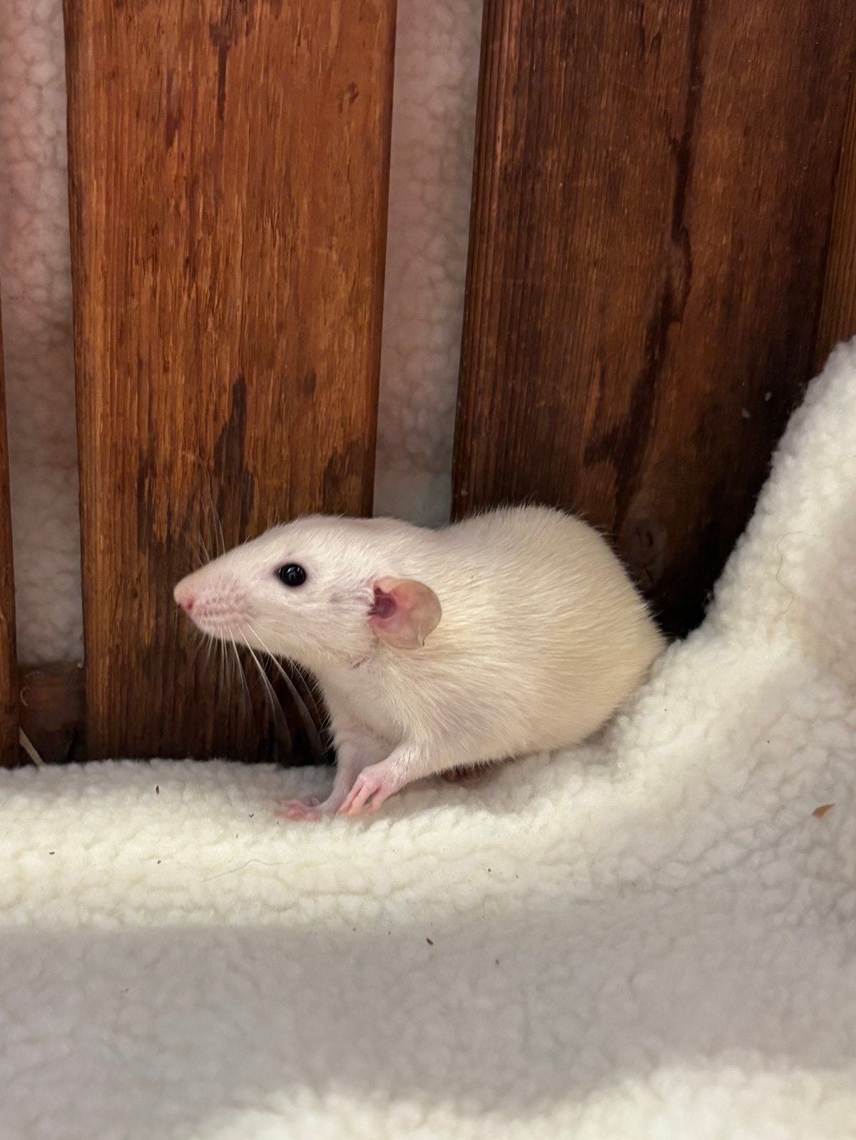 Tamme ratten man, Dieren en Toebehoren, Rat, Mannelijk, Juli, Tam