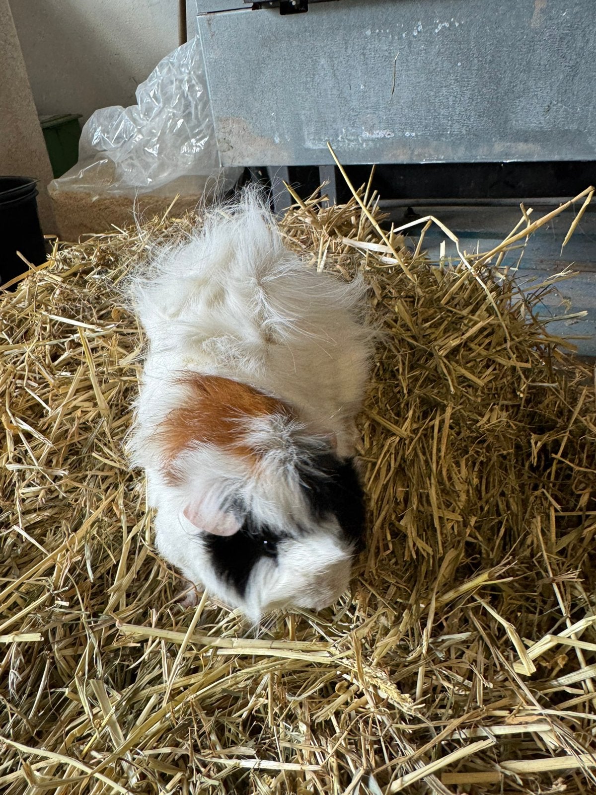 Prachtige borstel cavia, Dieren en Toebehoren, Knaagdieren, Mannelijk, Tam, Maart, Cavia