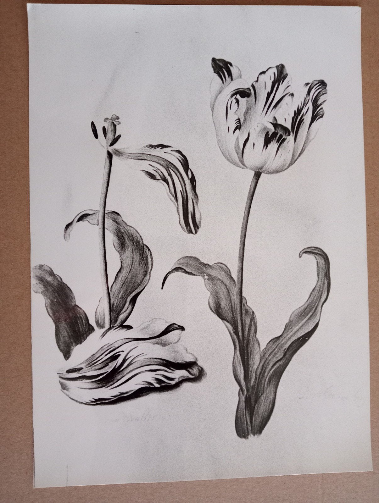 Tulpen Frans Hals Museum Persfoto, Ophalen of Verzenden, Gebruikt, Overige onderwerpen