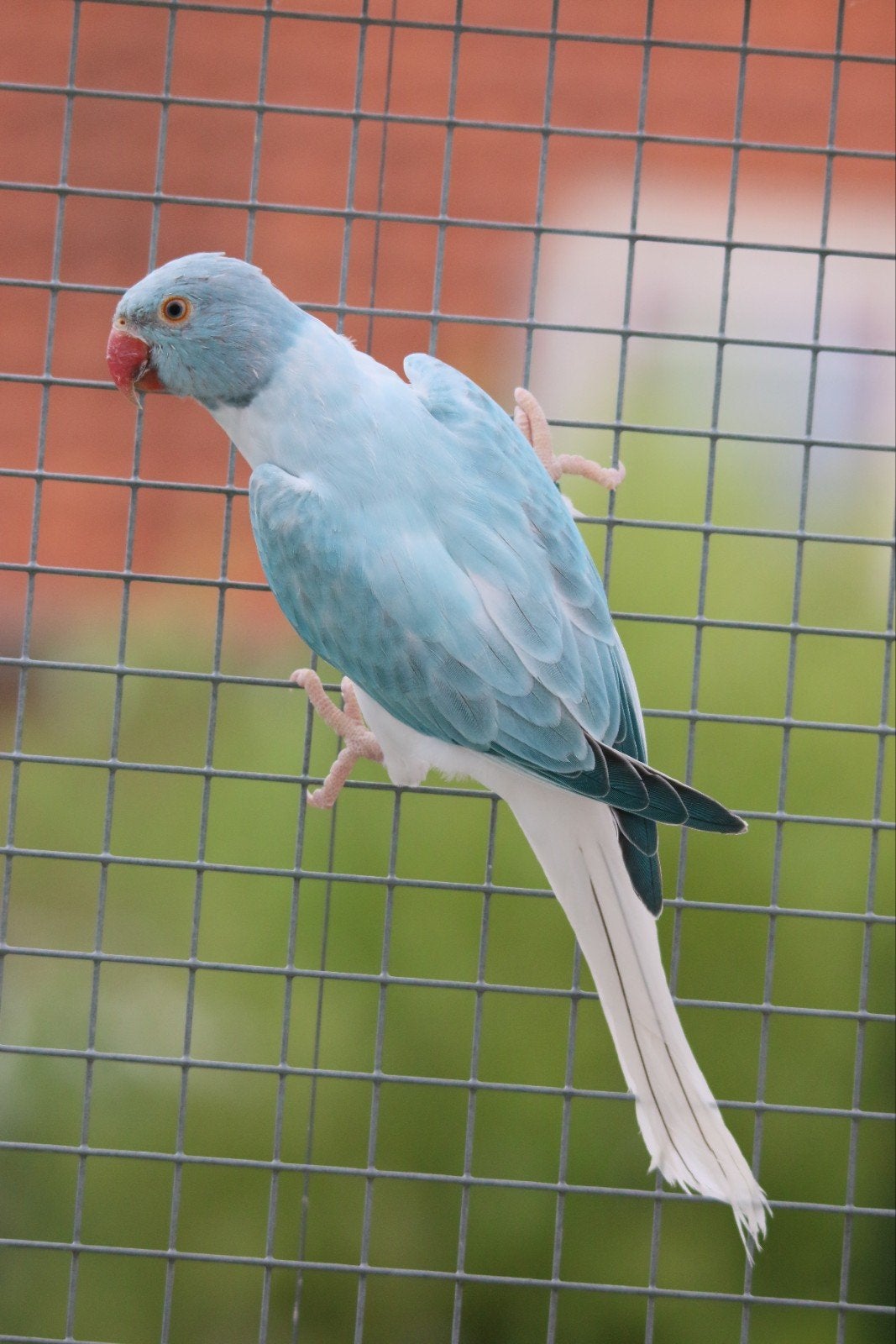 Halsbandparkiet Opaline Bleekstaart Blauw pop 2026, Dieren en Toebehoren, Vrouwelijk, Parkiet, Geringd