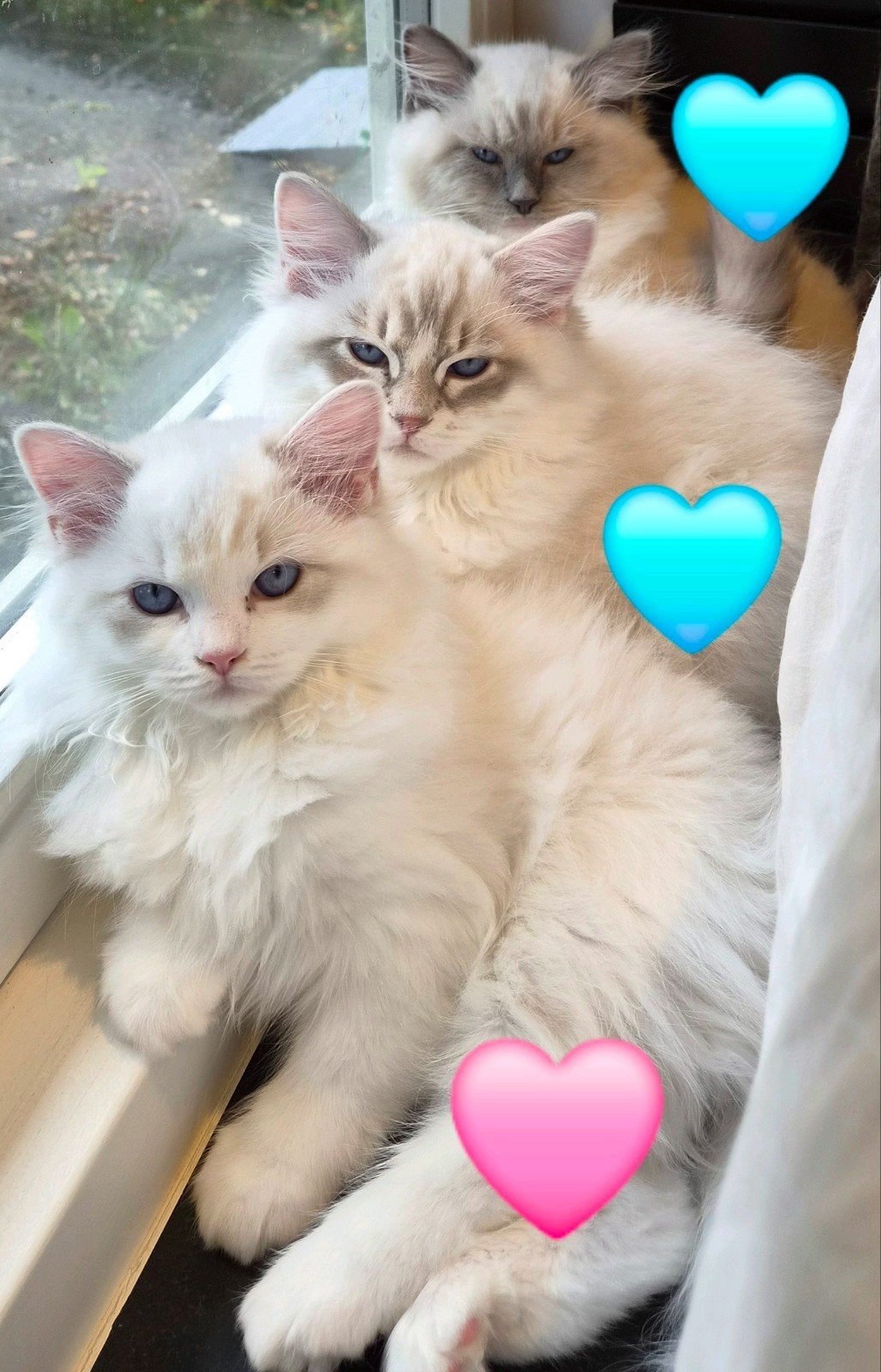 Mooie Ragdoll / Siberische kittens aangeboden, Dieren en Toebehoren, Meerdere dieren, Langharig, 0 tot 2 jaar