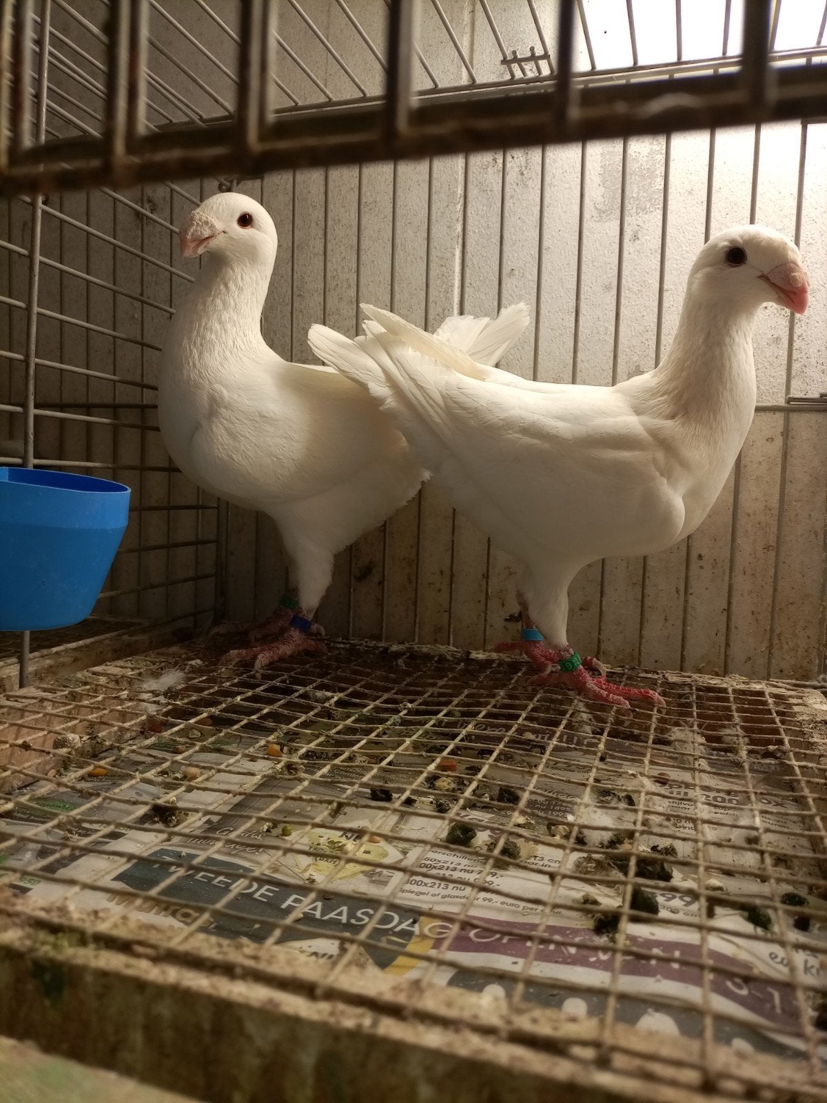 Duitse schoonheids postduiven, Dieren en Toebehoren, Vogels | Duiven, Meerdere dieren, Postduif