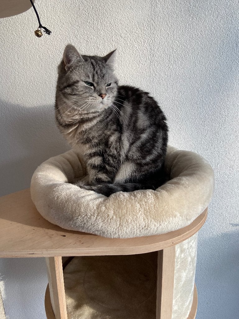 Poes / Kat half Perzisch, Poes, Gechipt, 6 jaar of ouder