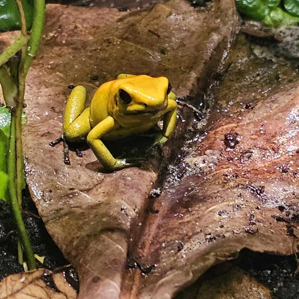 Phyllobates bicolor. Pijlgif kikker, Dieren en Toebehoren, Hagedis, 0 tot 2 jaar