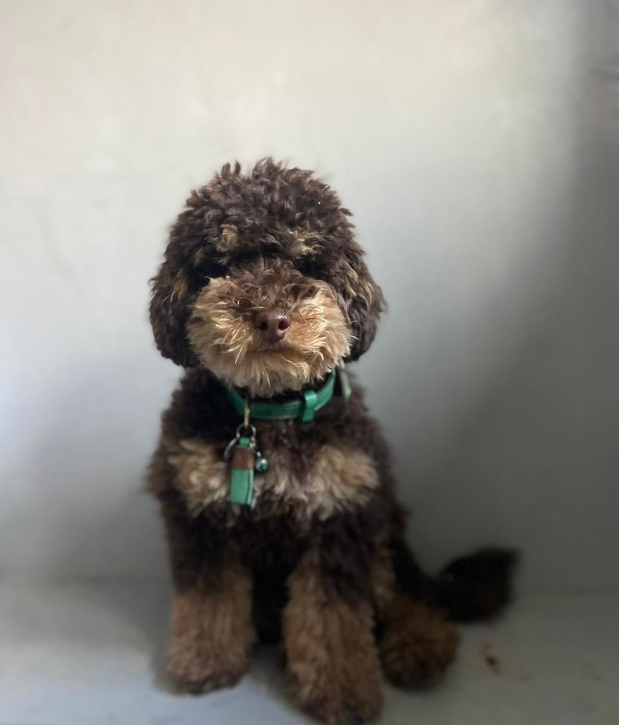 Toypoedel toy poedel dwergpoedel mini labradoodle dekreu, Reu, 1 tot 2 jaar, Parvo, Eén hond