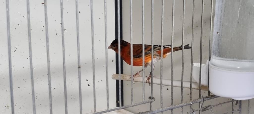 Bastaard F1 Kapoetse sijs man, Mannelijk, Wildzangvogel, Geringd
