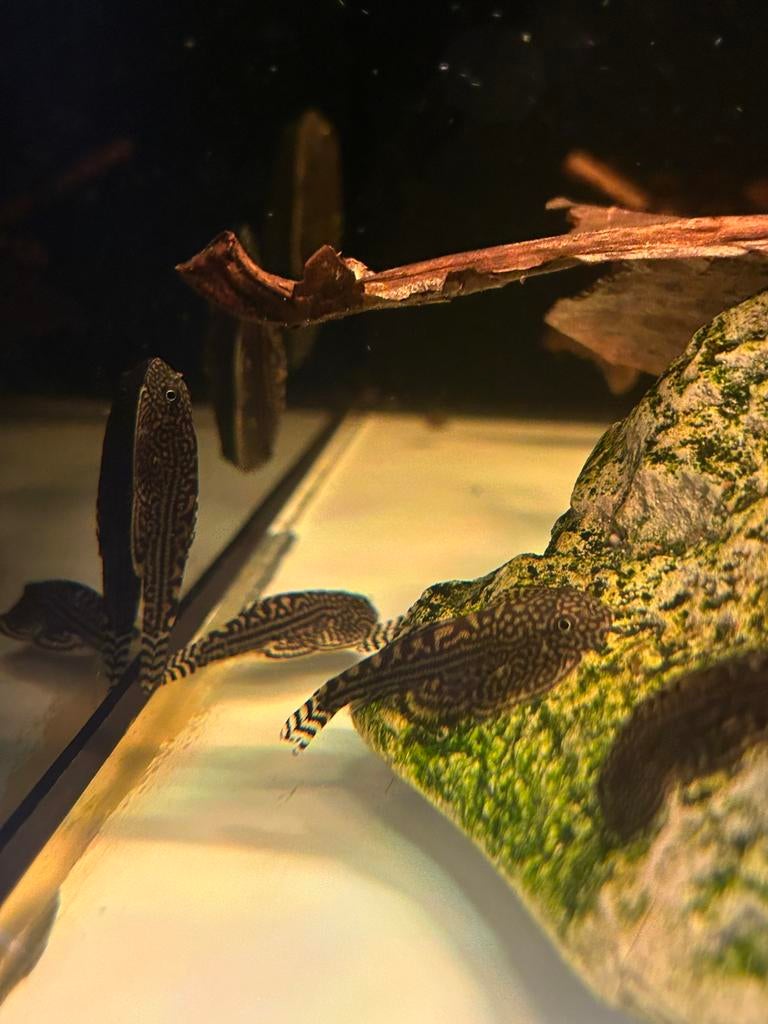 Sewellia Lineolata Steenkruiper, Dieren en Toebehoren, Vis