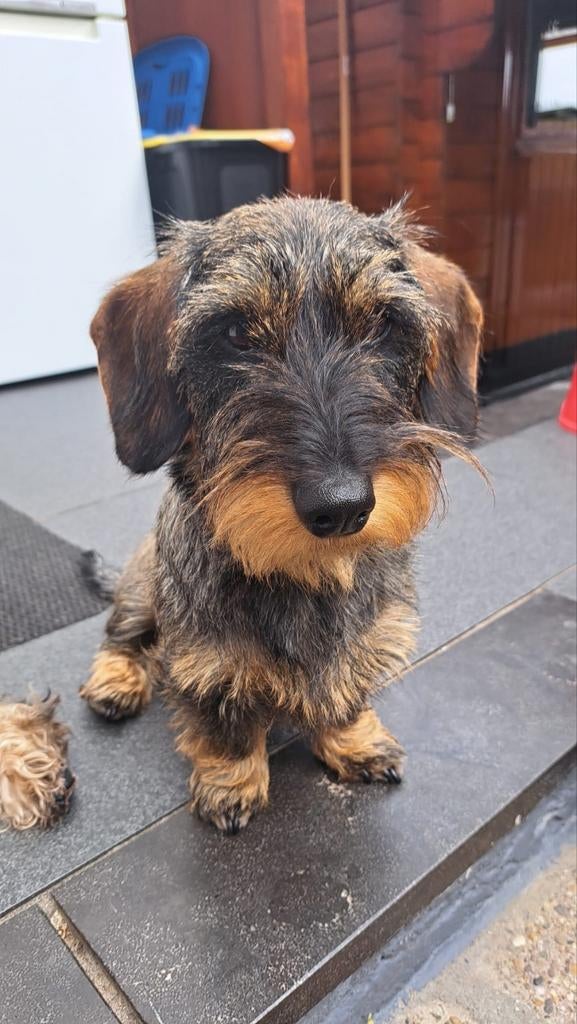Ter dekking aangeboden. Ons boefje., Reu, 1 tot 2 jaar, Parvo, Eén hond