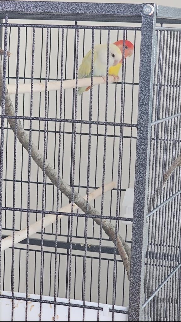 Subject

Te koop: Koppel dwergpapegaaien

met grote kooi, Dieren en Toebehoren, Vogels | Hokken en Kooien, Ophalen, Vogelkooi